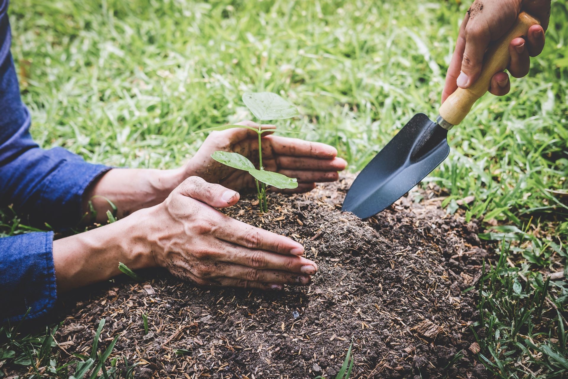 World environment day reforesting, Hands of young man helping were planting the seedlings and tree growing into soil while working in the garden as save the world, earth day and ecology concept.